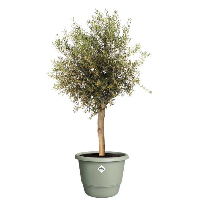 amiga round 55cm thyme green